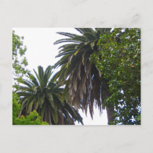 Cartão Postal Cartão-postal Palm Trees