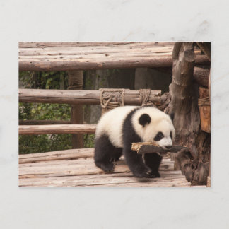 Cartão Postal Cartão-postal Panda Bear