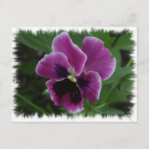 Cartão Postal Cartão-postal Pansy Pictures