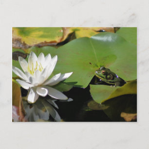 Cartão Postal Cartão-Postal Para A Natureza Da Flor De sapo E 