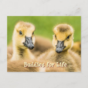 Cartão Postal Cartão-postal para a Vida dos Amigos