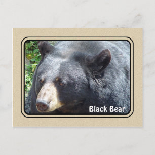 Cartão Postal Cartão-postal para animais Black Bear