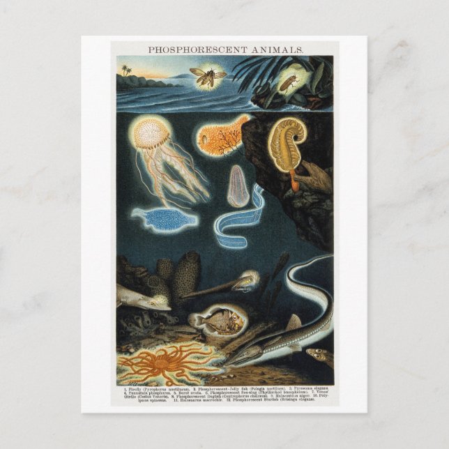 Cartão Postal Cartão-postal para animais fosforescentes (Frente)