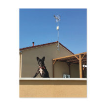 Cartão-postal para Bulldog Francês Feliz