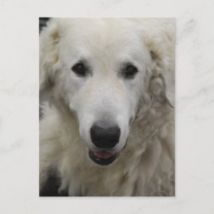 Cartão Postal Cartão-postal para Cachorro Kuvasz