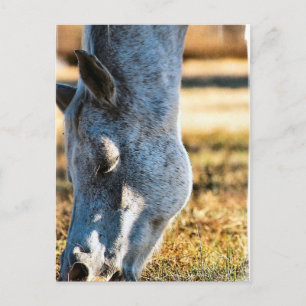 Cartão Postal Cartão-postal para Cavalo Appaloosa