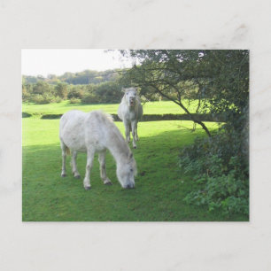 Cartão Postal Cartão-postal para Cavalos Branco