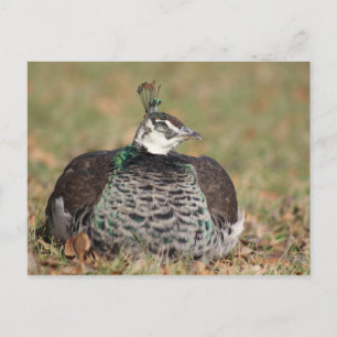 Cartão Postal Cartão-postal para dormir em Peacock