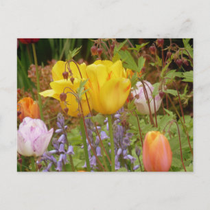 Cartão Postal Cartão-Postal Para Flores De Tenderness