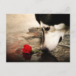 Cartão Postal Cartão-postal para fotografia de cães e Rosas ve