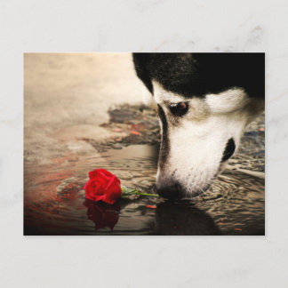 Cartão Postal Cartão-postal para fotografia de cães e Rosas verm