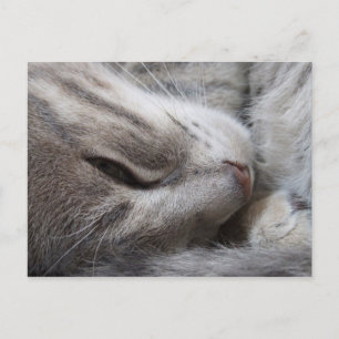 Cartão Postal Cartão-postal para gatos com sono