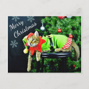 Cartão Postal Cartão-postal para gatos Feliz Natal