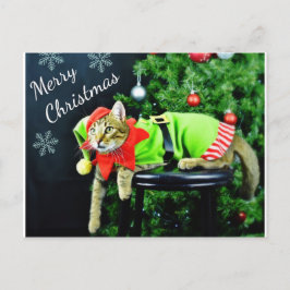Cartão Postal Cartão-postal para gatos Feliz Natal