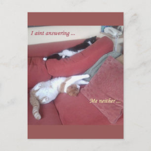 Cartão Postal Cartão-postal para gatos preguiçosos - Catnap