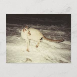 Cartão Postal Cartão-postal para gatos siameses