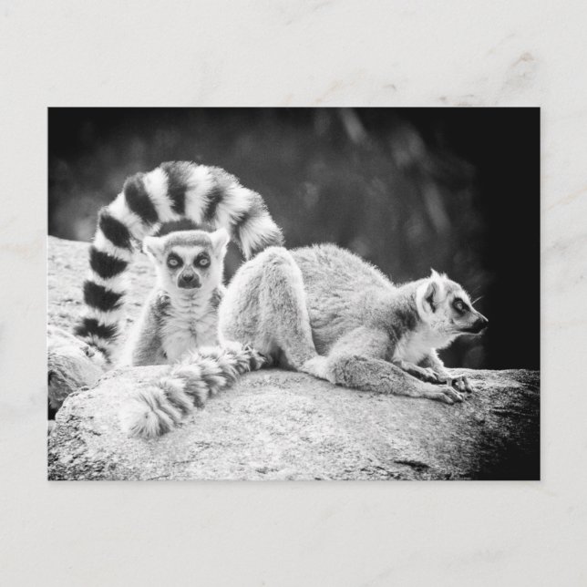 Cartão Postal Cartão-postal para Lemur de Altura Ring (Frente)