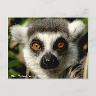 Cartão Postal Cartão-postal para Lemur de Altura Ring