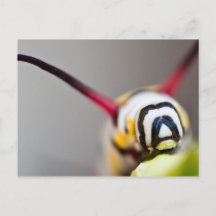 Cartão-postal para Macro CaterPilar