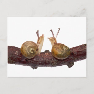 Cartão Postal Cartão-postal para o Baby Snail Talk