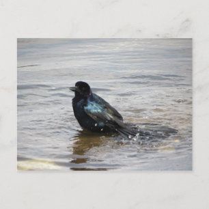 Cartão Postal Cartão-postal para o Banho-de-Nascimento