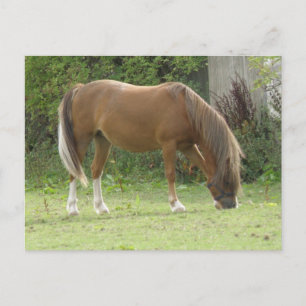 Cartão Postal Cartão-postal para o Cavalo Castanho-Castanho