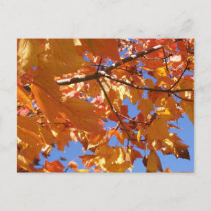 Cartão Postal Cartão-postal para o céu