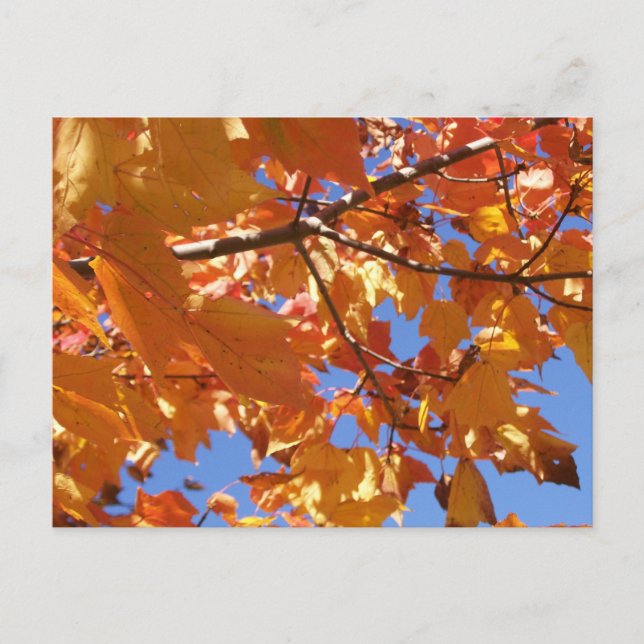 Cartão Postal Cartão-postal para o céu (Frente)