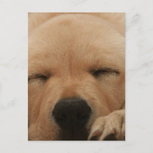 Cartão Postal Cartão-postal para o Retriever de Ouros de dormir