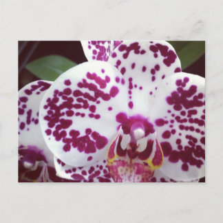 Cartão Postal Cartão-postal para orquídeas com véu