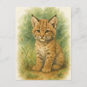 Cartão Postal Cartão-postal para os bebês Bobcat Kitten Cat Baby