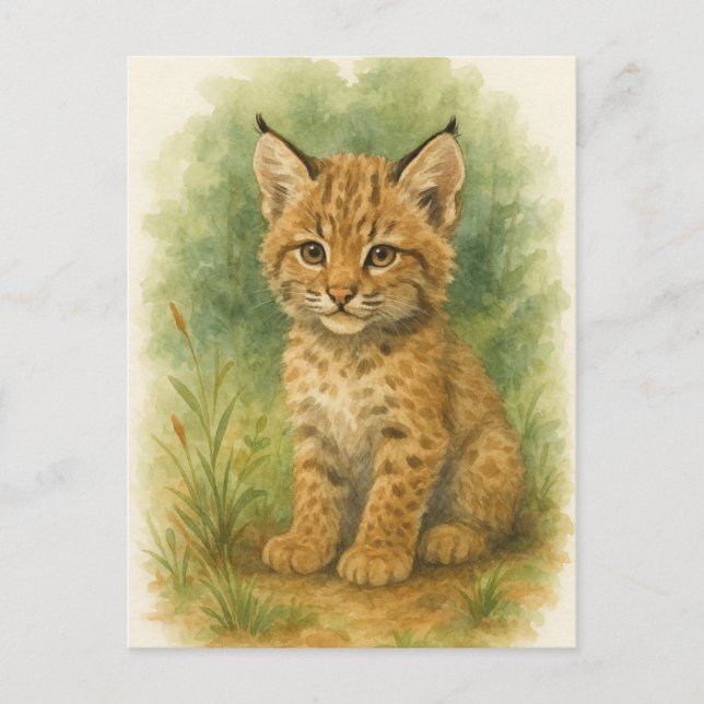 Cartão Postal Cartão-postal para os bebês Bobcat Kitten Cat Baby (Frente)