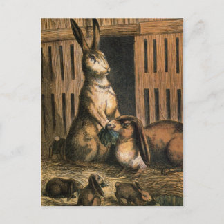 Cartão Postal Cartão-postal para os Coelhos de Pet e Bunnies Beb