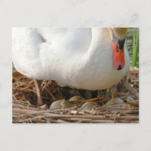 Cartão Postal Cartão-postal para os ovos de Swan