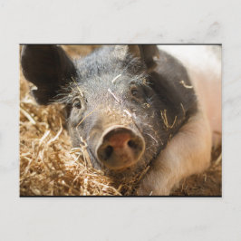 Cartão Postal Cartão-postal para os Porcos Hampshire