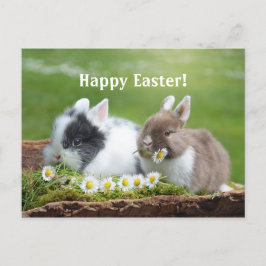 Cartão Postal Cartão-postal Páscoa Coelho 8