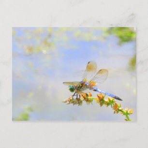 Cartão Postal Cartão-postal Pastel Dragonfly