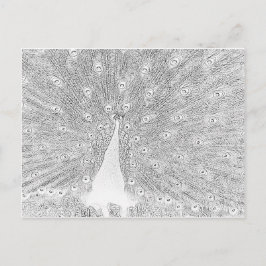 Cartão Postal Cartão-postal - Pavão para Cor