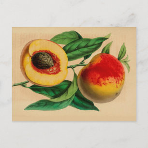 Cartão Postal Cartão-postal "Peach" Peche Abricotte Vintage