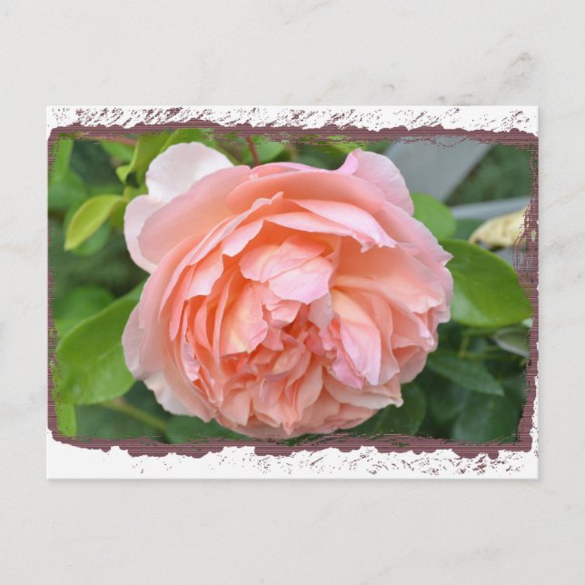 Cartão Postal Cartão-postal Peach Peony (Frente)