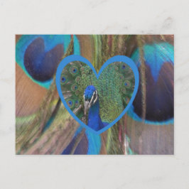 Cartão Postal Cartão-postal Peacock no Coração DIY
