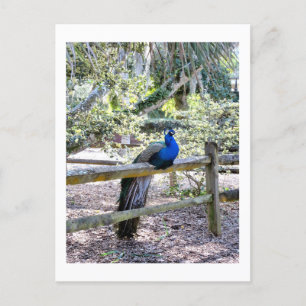 Cartão Postal Cartão-postal Peacock para Repouso