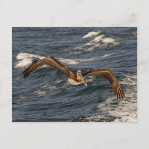 Cartão Postal Cartão-postal Pelicano Castanho