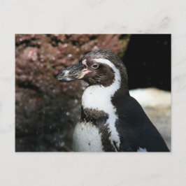 Cartão Postal Cartão-postal Penguin