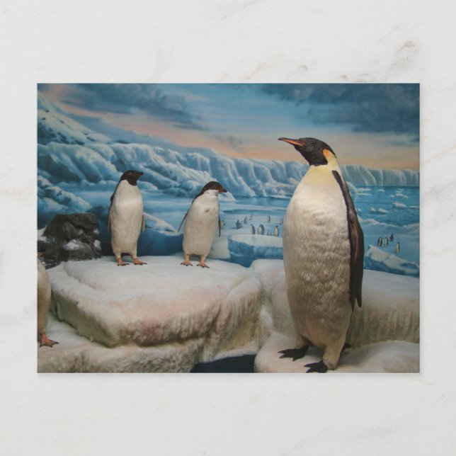 Cartão Postal Cartão-postal Penguin (Frente)