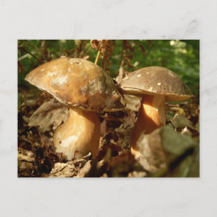 Cartão Postal Cartão-postal Penny Bun Mushroom