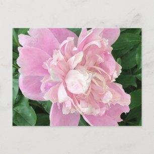 Cartão Postal Cartão-postal Peony