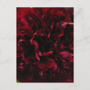 Cartão Postal Cartão-postal Peony Duplo