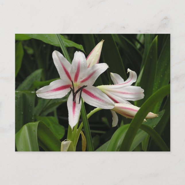 Cartão Postal Cartão-postal Pepperminto Crinum Lily (Frente)