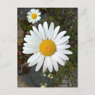 Cartão Postal Cartão-postal Perky White Daisy Flower